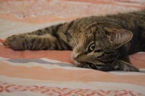 cat lies on a striped bedspread