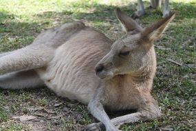 resting kangaroo in Australia