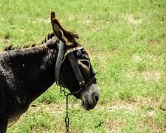Donkey Field Animal