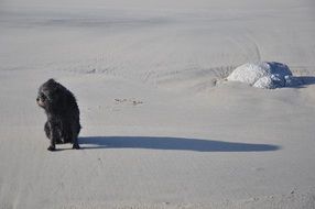 wonderful Dog on Beach