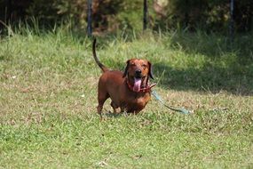 Dachshund Dog in collar with leash on lawn