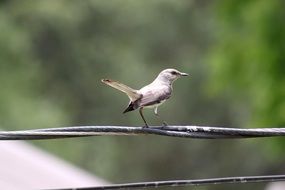 little gray bird sits on a wire