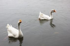 cute and beautiful White Goose