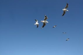 birds fly under the blue sky