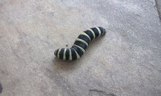 black and white striped caterpillar