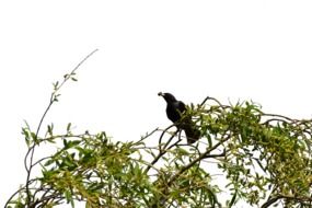 black crow with prey in its beak on a tree