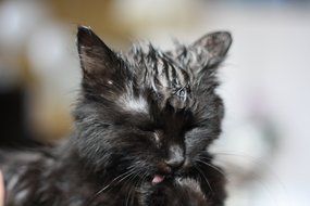 black cat after bathing