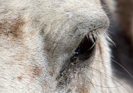 eye of a white horse close up