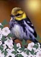 Black-Throated Green Warbler
