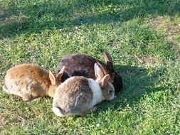Cute Rabbit eat grass