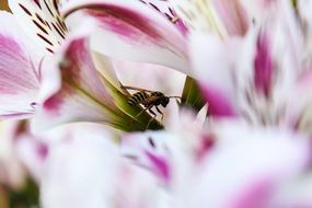 insect among colorful flowers close-up