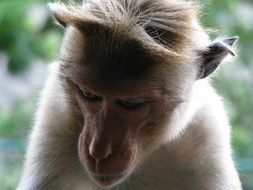 Monkey portrait