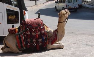 camel with a saddle in tunisia