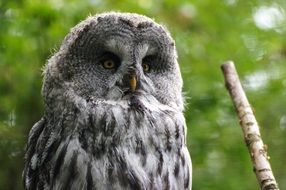 night bird in a wildlife park