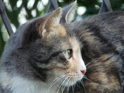 portrait of a cat with turned head