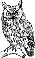 black and white drawing of an owl on a tree branch