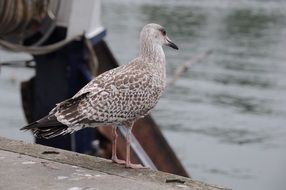 seagull standing on the pier