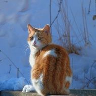 Bicolor cat