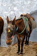 donkey on a stone staircase in santorini