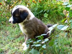 sweet puppy in a garden