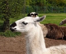 Lama Animal