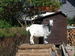 Billy Goat on a farm