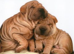two puppies on a white background