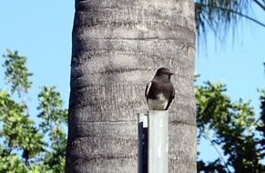 Black Phoebe, california