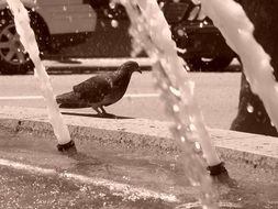 Pigeon and Water