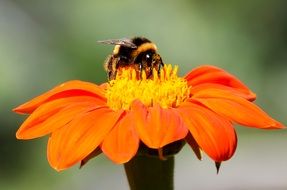 fluffy bee on an orange camomile