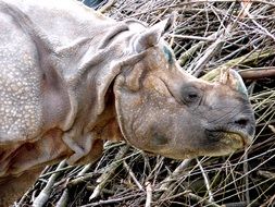 rhino on the background of branches