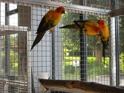 colorful parrots on a cage