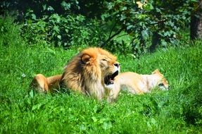 wild lions sleep in the green grass
