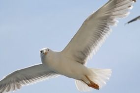 White seagull in the flight