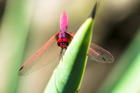 dragonfly near the leaves of a plant