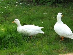 white ducks