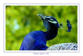 peacock on the background of green bushes