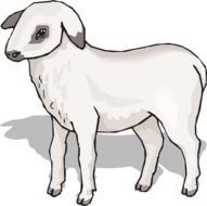 drawing of a white lamb