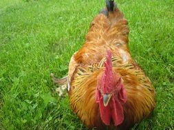 red Cock lying on green grass