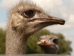 hairy head of ostrich