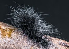 furry caterpillar on a branch