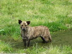 picture of dirty Homeless Sad Dog stays in swamp