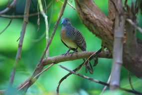 exotic dove in the forest