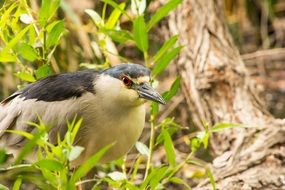 bird in marshes california