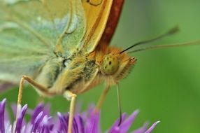 green butterfly close up