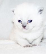 sweet white fluffy kitten