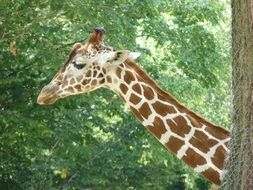 giraffe with long neck