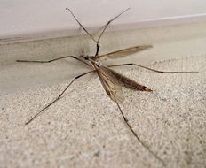 long-legged insect like a mosquito