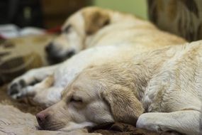 sleeping labradors at home