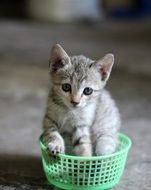 baby kitten in a green basket